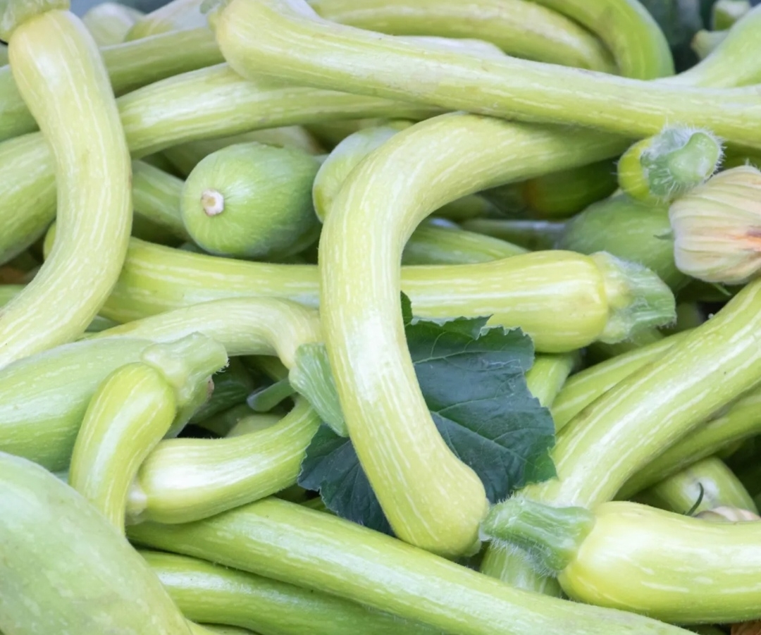 Zucchine trombetta